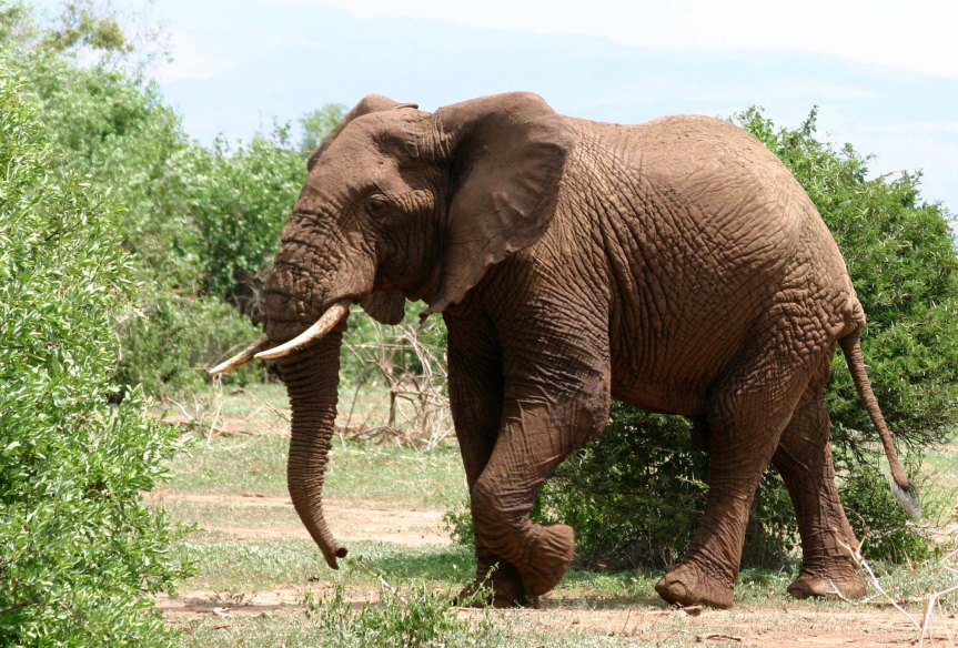 Знаете ли как вървят слоновете?